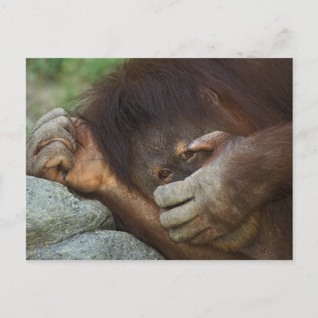 Cartão Postal Orangotango de Sumatra, Pongo pygmaeus (Frente)