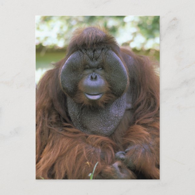 Cartão Postal Orangotango Pongo Pygmaeus (Frente)