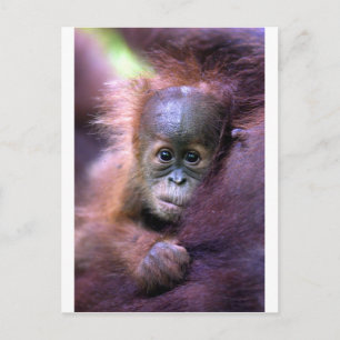 Cartão Postal Orangotão bebê bonito em Sumatra