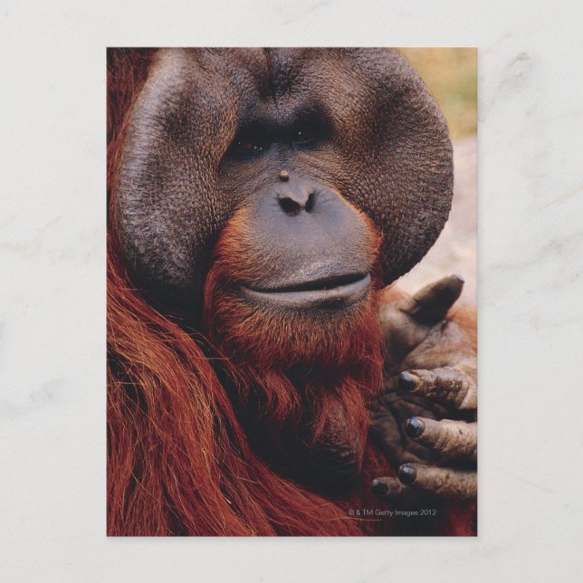Cartão Postal Orangutan (Frente)