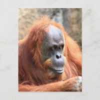 Orangutan