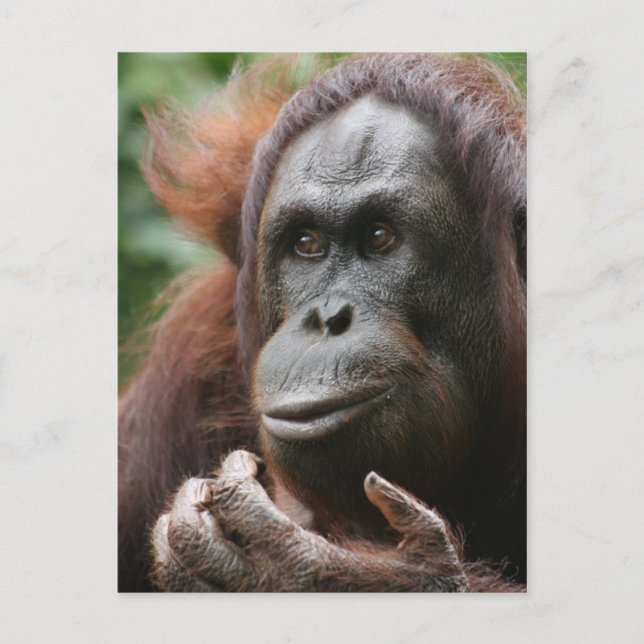Cartão Postal Orangutan (Frente)