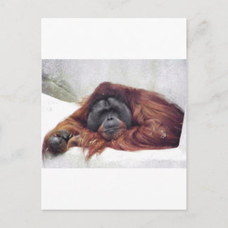 Cartão Postal Orangutan