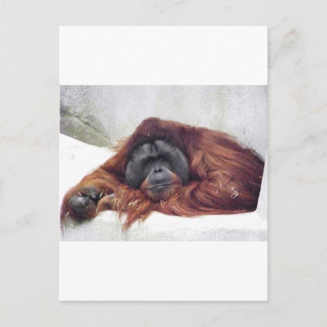 Cartão Postal Orangutan (Frente)
