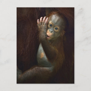 Cartão Postal Orangutan