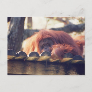 Cartão Postal Orangutan
