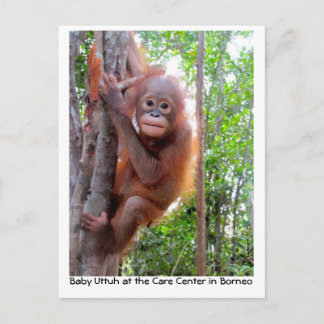 Cartão Postal Orangutan Baby Uttuh na Floresta Tropical