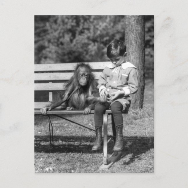 Cartão Postal Orangutan e Boy - Zoo Nacional (Frente)