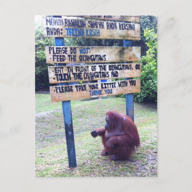 Cartão Postal Orangutan em Camp Leakey, Ilha de Borneo (Frente)