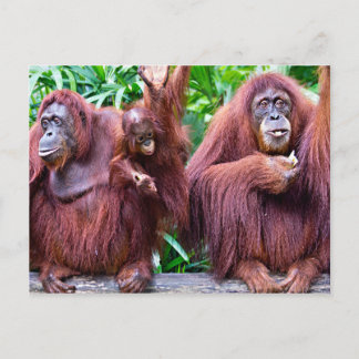 Cartão Postal Orangutan from Singapore zoo