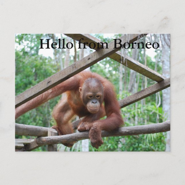 Cartão Postal Orangutan Handyman Borneo (Frente)