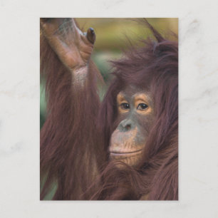 Cartão Postal Orangutan Kayan Jigsee