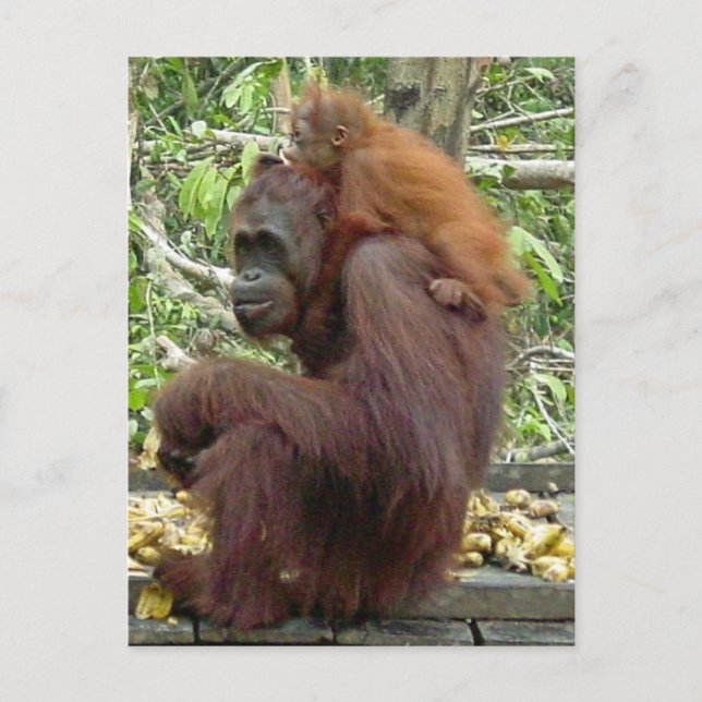 Cartão Postal Orangutan Mãe e Bebê (Frente)