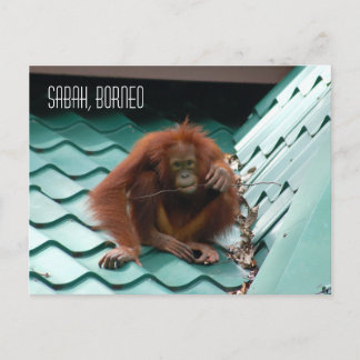 Cartão Postal Orangutan na selva de floresta tropical de Borneo