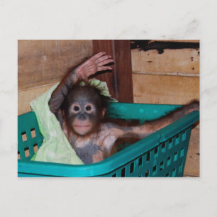 Cartão Postal Orangutan no Santuário
