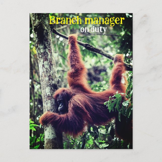 Cartão Postal Orangutan pendurado na árvore (Frente)