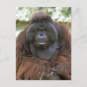 Cartão Postal Orangutan Pongo Pygmaeus