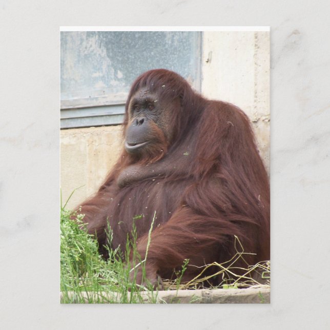 Cartão Postal Orangutan Portrait (Frente)