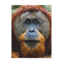Orangutan - Sumatra, Indonésia