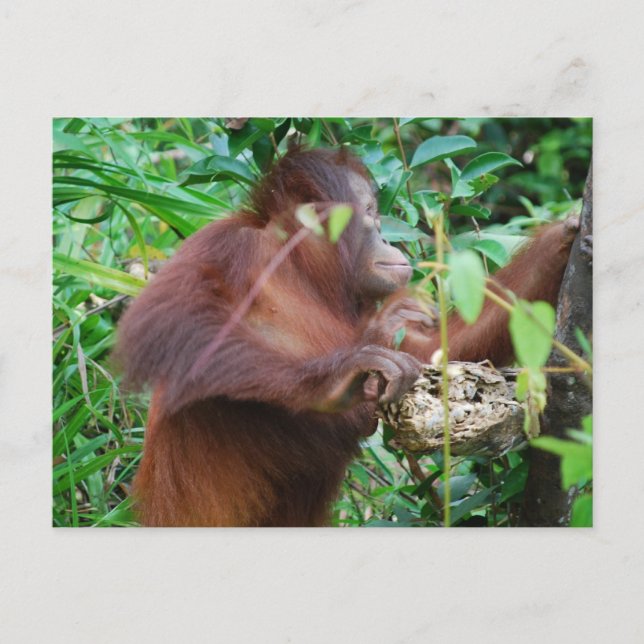 Cartão Postal Orangutan Treasure (Frente)
