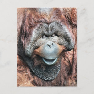 CARTÃO POSTAL ORANGUTANOS