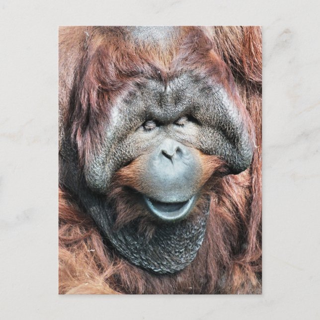 CARTÃO POSTAL ORANGUTANOS (Frente)