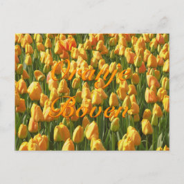 Cartão Postal Oranje Boven Tulipas Laranja