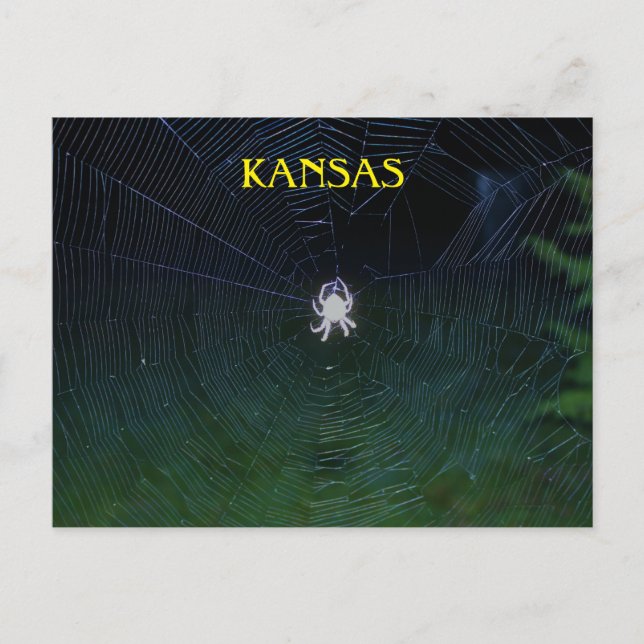 Cartão Postal Orb Weaver à Noite (Frente)