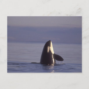 Cartão Postal Orca (Orca orcinus) espiando perto