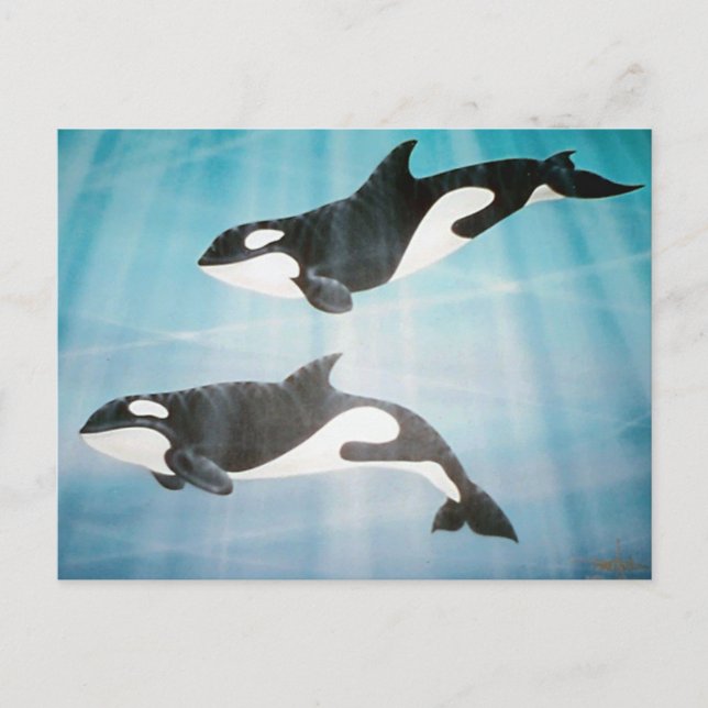 Cartão Postal Orca Pair (Frente)