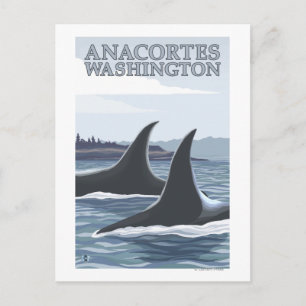 Cartão Postal Orca Whales #1 - Anacortes, Washington