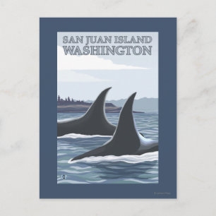 Cartão Postal Orca Whales nº 1 - San Juan Island, Washington