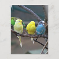 Orçamentos de periquitos | Foto de pássaro