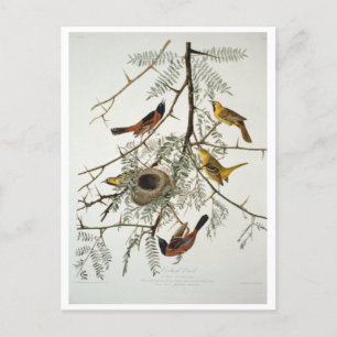 Cartão Postal Orchard Oriole