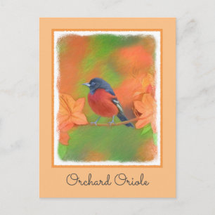 Cartão Postal Orchard Oriole Songbird Pintura Original