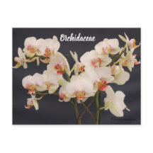 Orchidaceae, orquidea