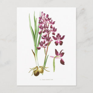 Cartão Postal Orchis laxiflora