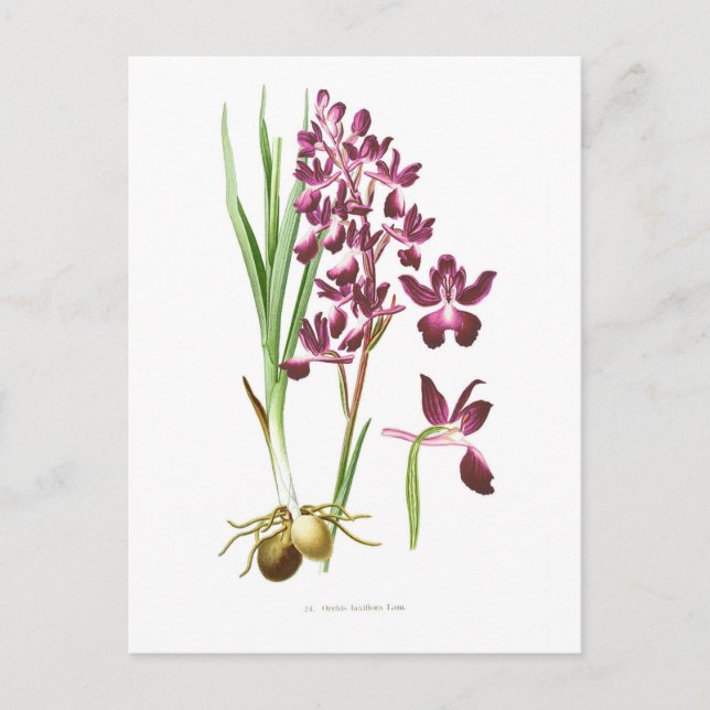 Cartão Postal Orchis laxiflora (Frente)