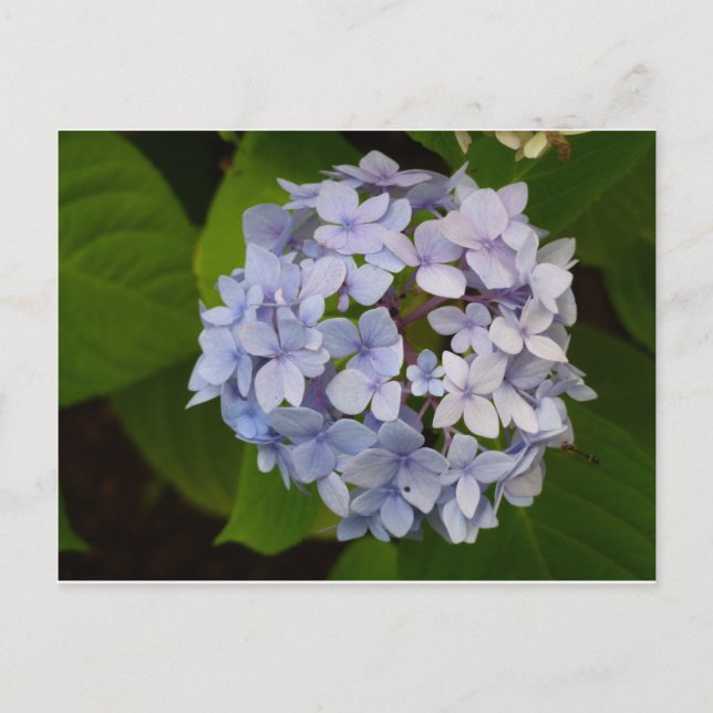 Cartão Postal Ordensie (Frente)