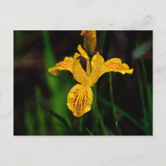 Cartão Postal Oregon Iris 02
