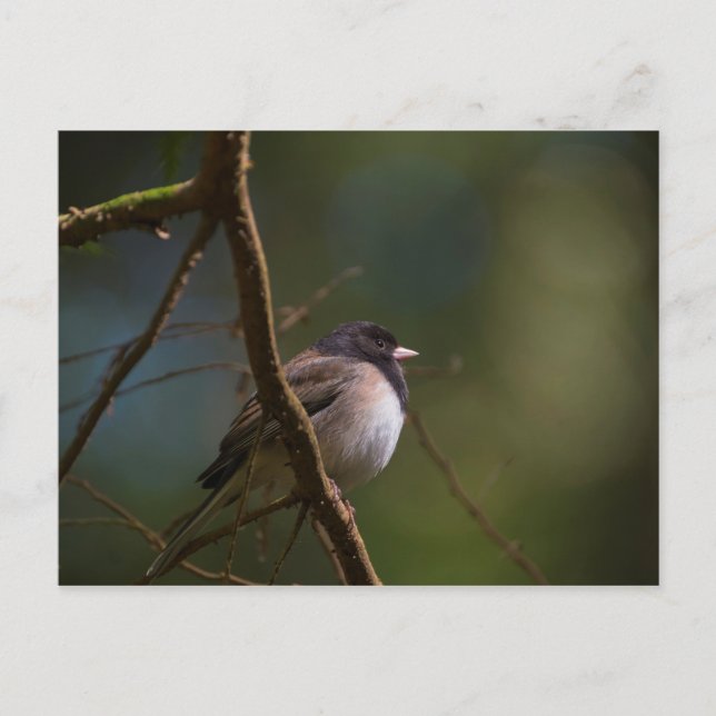 Cartão Postal Oregon Junco (Frente)