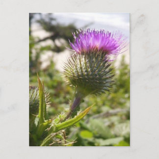 Cartão Postal Oregon Thistles