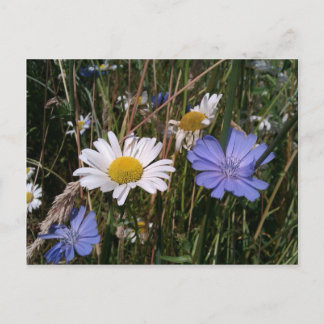 Cartão Postal Oregon Wildflower