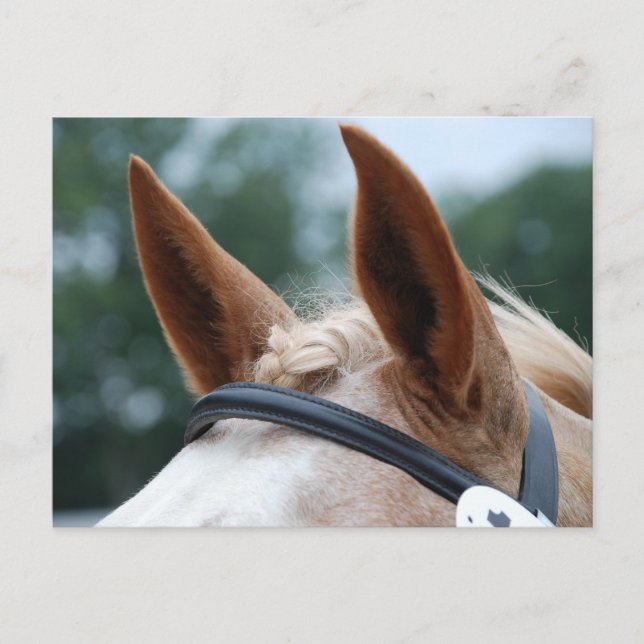 Cartão Postal orelhas de cavalo (Frente)
