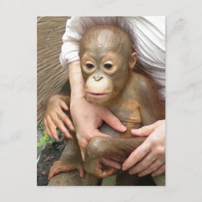 Cartão Postal Órfãos de Animais (Frente)