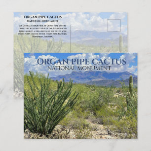 Cartão Postal Organ Pipe Cactus, Ocotillo Shrub, Montanhas Ajo