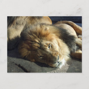 Cartão Postal Orgulho