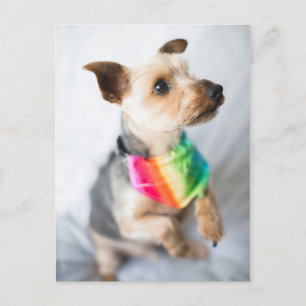 Cartão Postal Orgulho gay Rainbow Dog Yorkshire Terrier