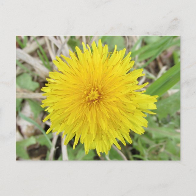 Cartão Postal Orgulhosa Flor Dandelion. (Frente)
