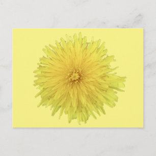 Cartão Postal Orgulhosa Flor Dandelion - transparente.